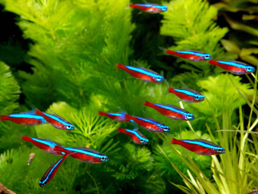 Tetra-Cardinal