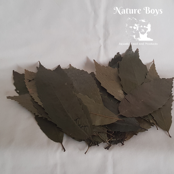 Nature Boys Chestnut Leaves Large 18-30cm 50PC