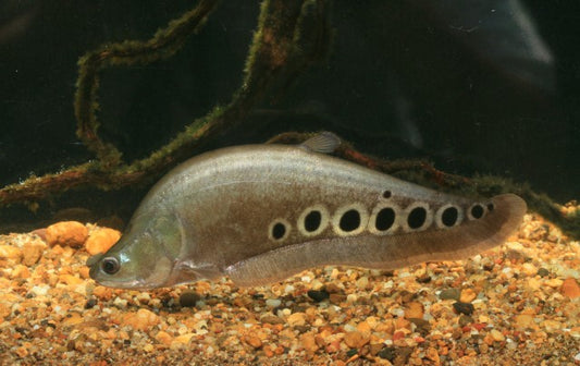 Knifefish-Clown (80-100mm)