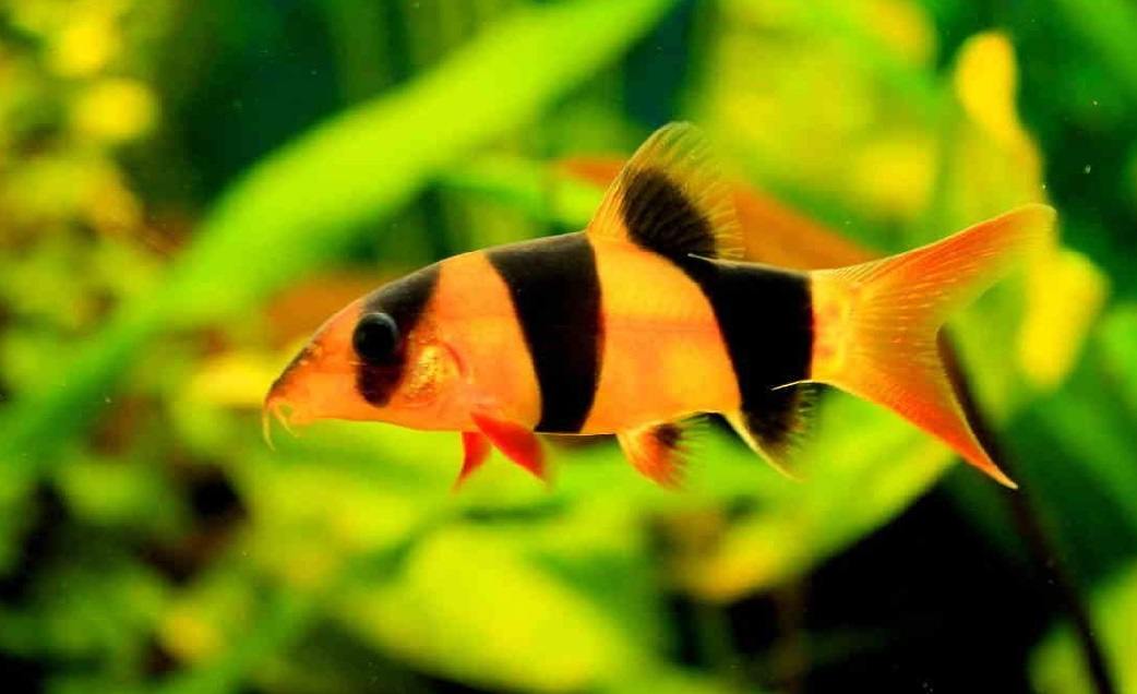 Loach-Clown(40-50mm)