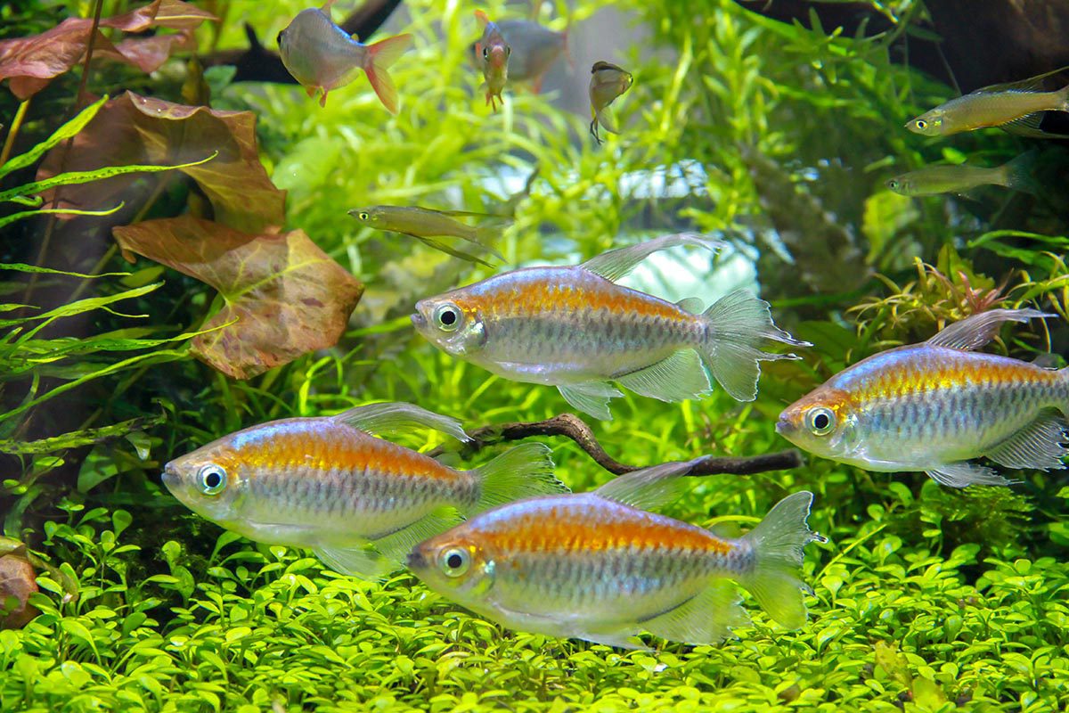 Tetra-Congo (30mm)