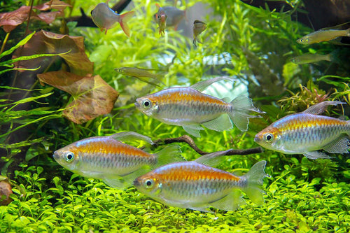 Tetra-Congo (30mm)