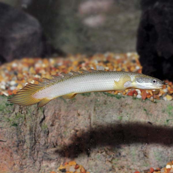 Polypterus Cuvier's Bichir