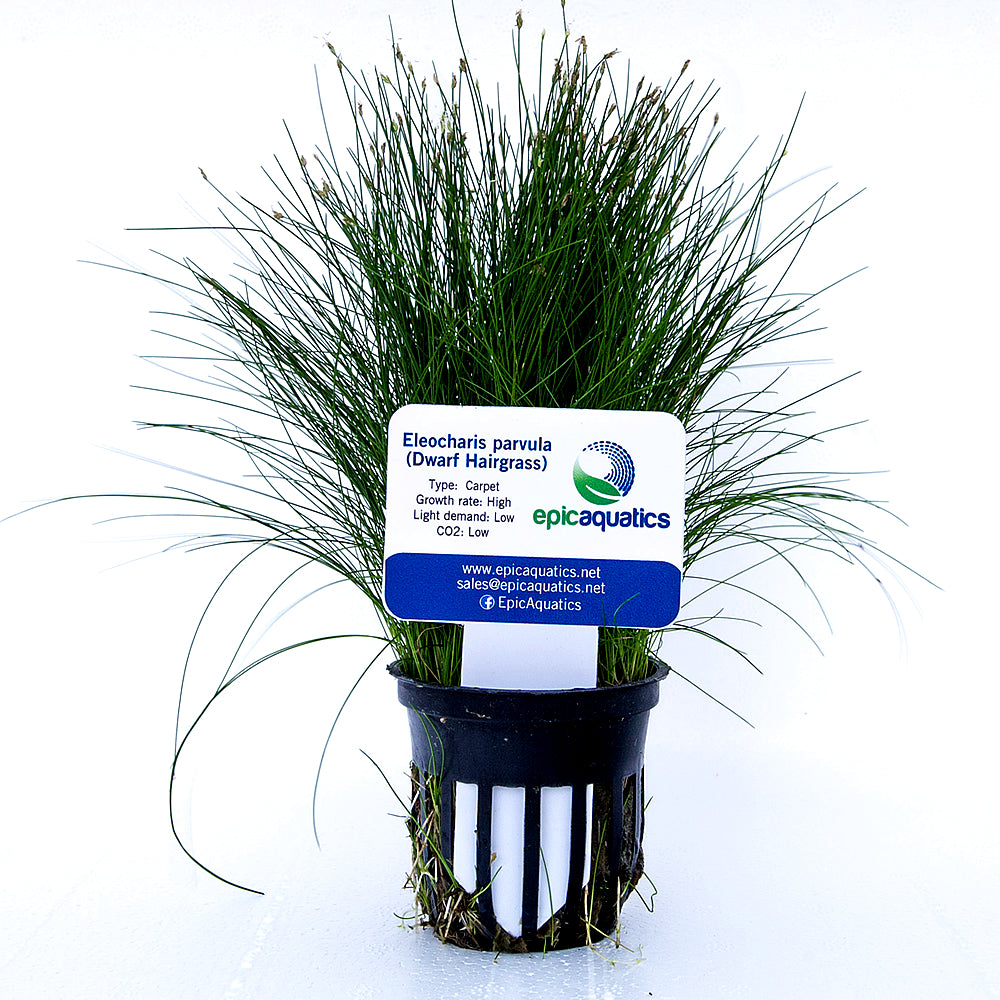 Eleocharis Parvula 'Dwarf Hairgrass'