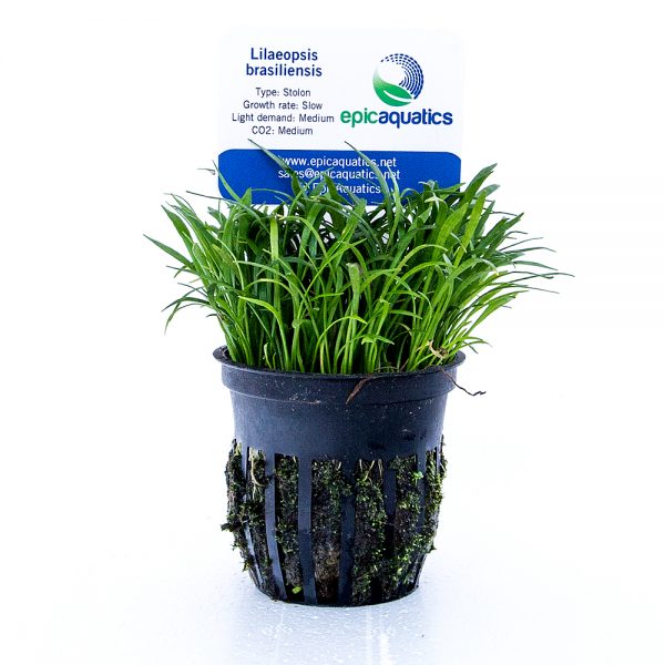 Lilaeopsis Brasiliensis