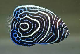 Emperor Angelfish (8-10cm)