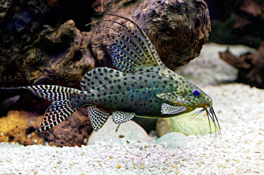 Synodontis-Feather Fin