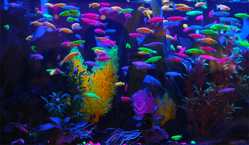 Fluorescent Danio