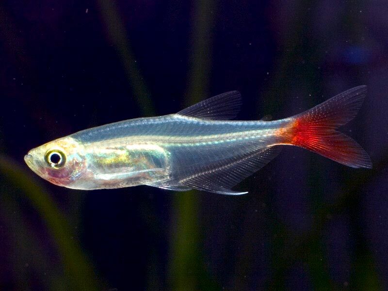 Tetra- Glass Bloodfin(35-45mm)