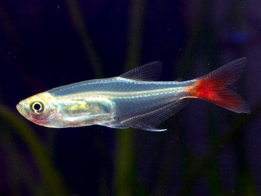 Tetra- Glass Bloodfin(35-45mm)