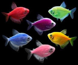 Glofish (GMO) Tetra - 35mm