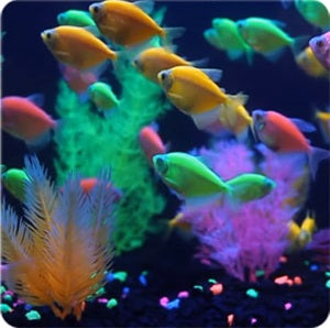 Glofish (GMO) Tetra - 35mm