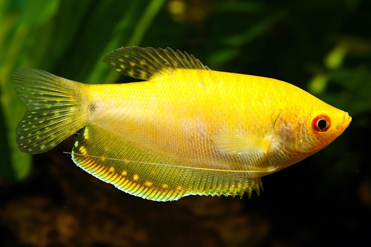 Gourami-Gold