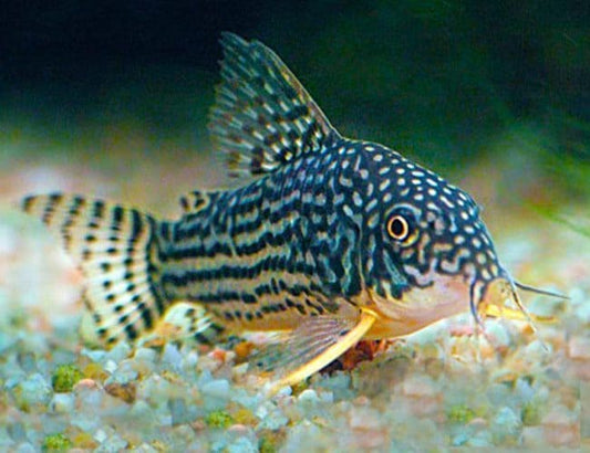 Corydoras-Sterbai