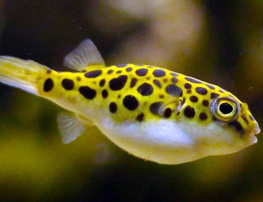 Puffer-Green Spotted