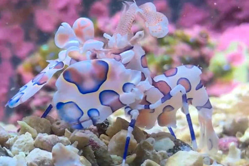 Harlequin Shrimp