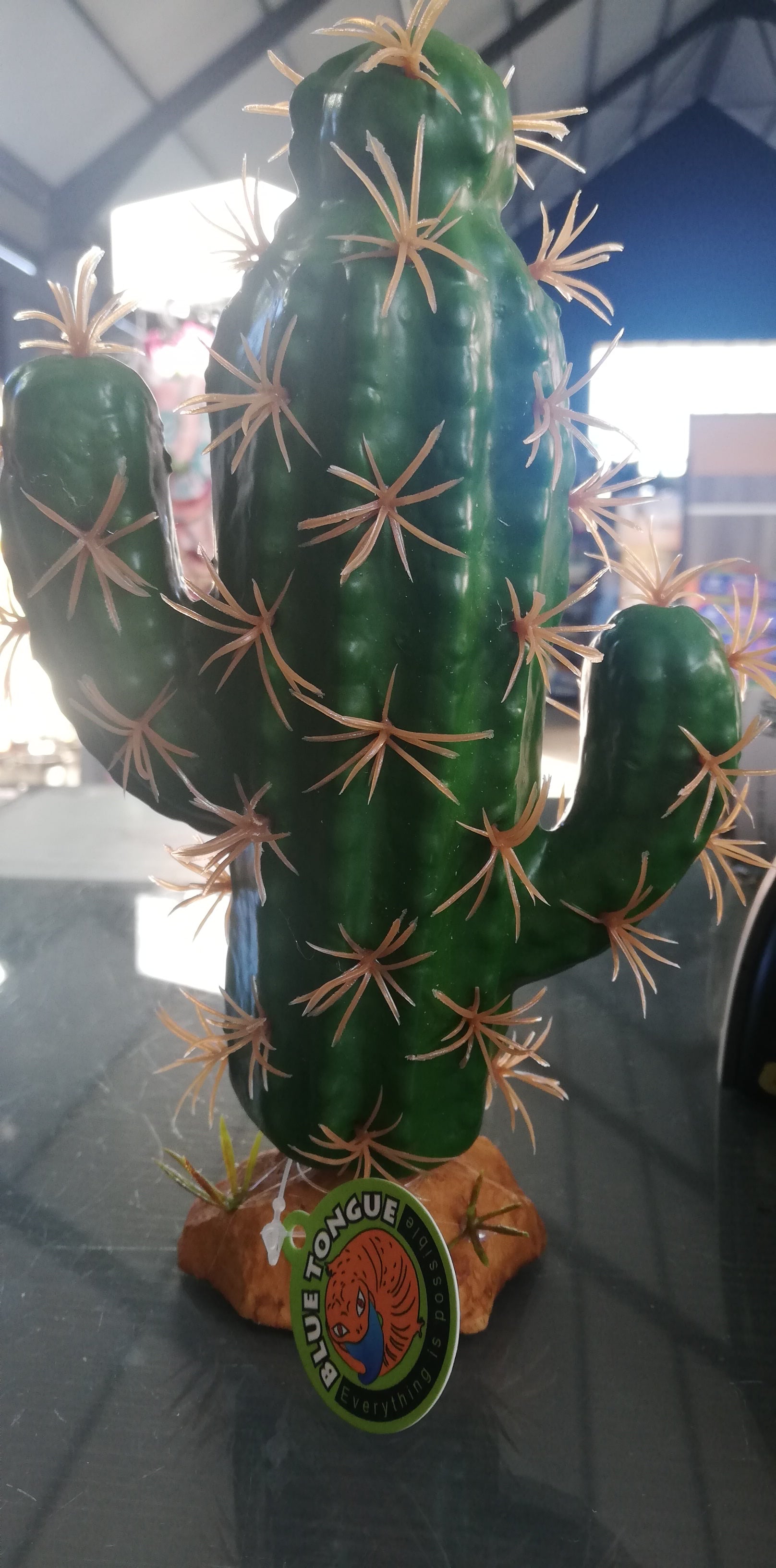 Cactus Plant QM-38