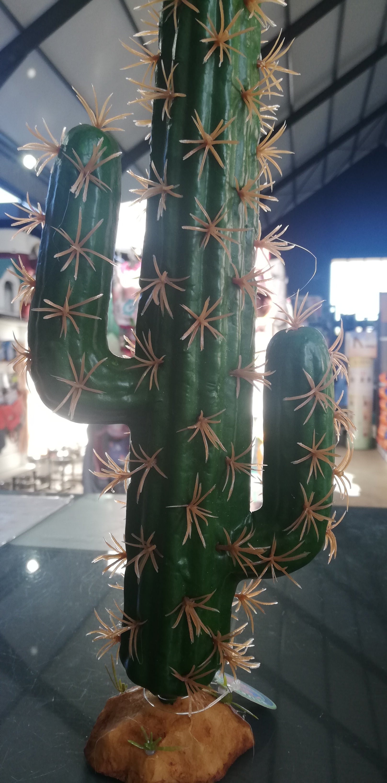 Cactus Plant QM-39