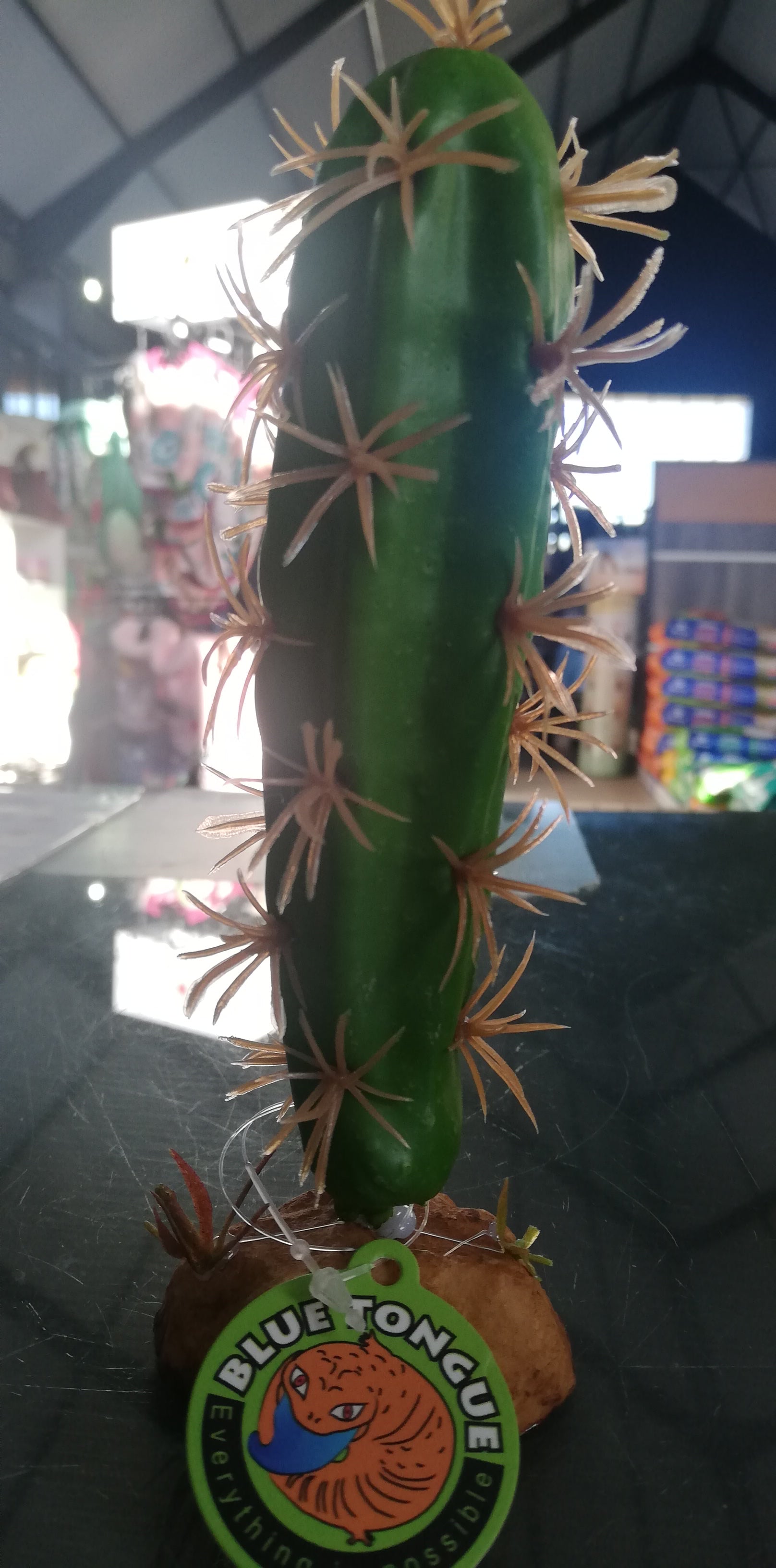 Cactus Plant QM-34