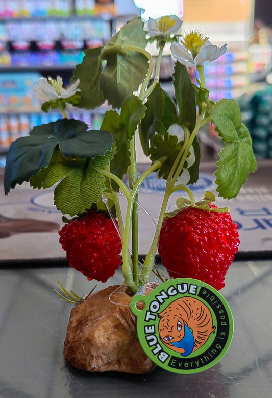 Strawberry Plant - QM115
