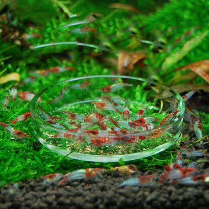 Ista Shrimp Dish