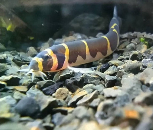 Loach-Striped Kuhli