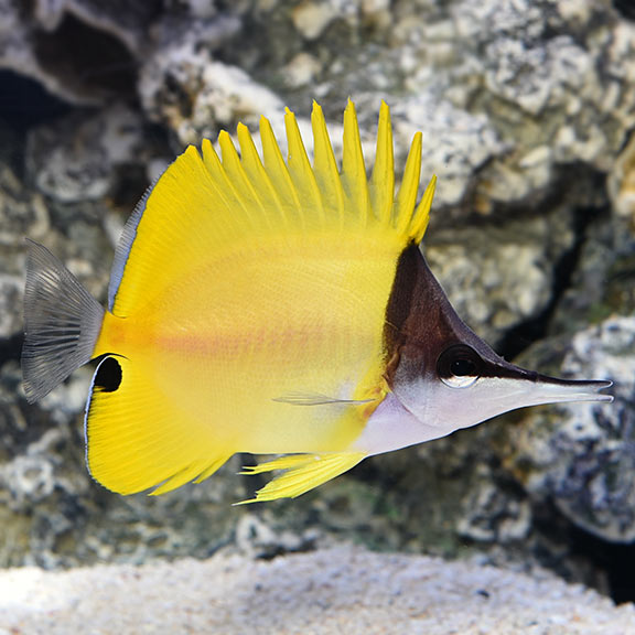 Long Nose Butterfly Fish