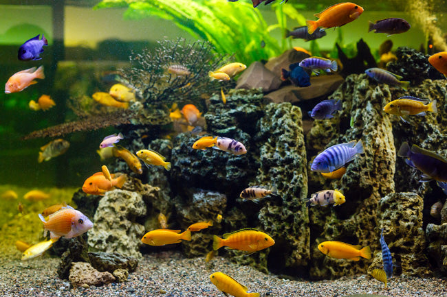 Mixed Malawi Cichlids - 2-5cm