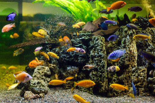Mixed Malawi Cichlids - 2-5cm