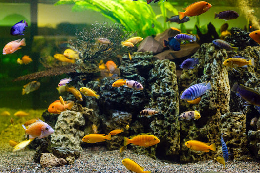 Mixed Malawi Cichlids - 2-5cm