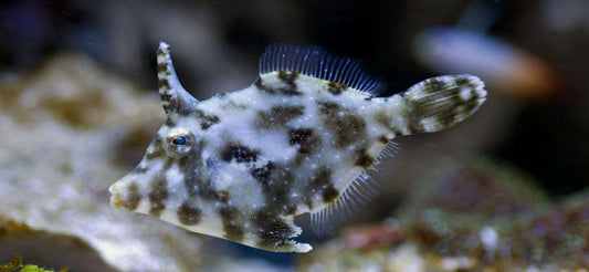 Matted Filefish