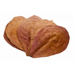 Nature Boys Indian Almond Leaves 16-20cm 10pcs