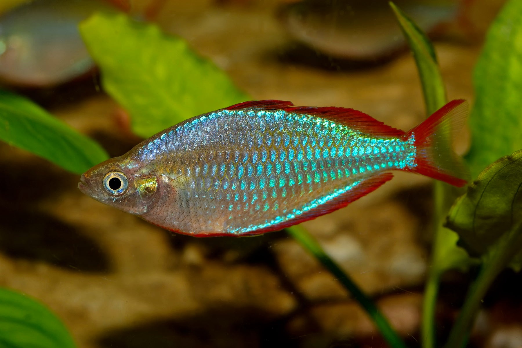 Rainbowfish-Neon Dwarf