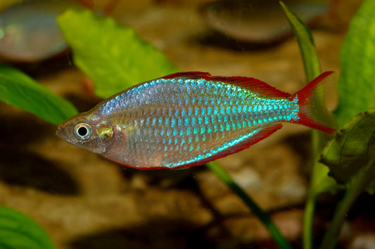Rainbowfish-Neon Dwarf (20-30mm)