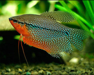 Gourami-Pearl