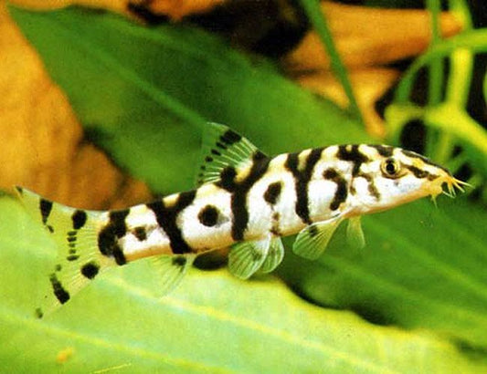 Loach-Pakistani(40-50mm)