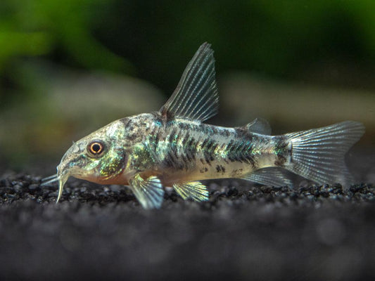 Corydoras-Pepper