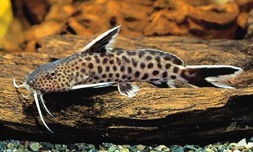 Synodontis-Petricola