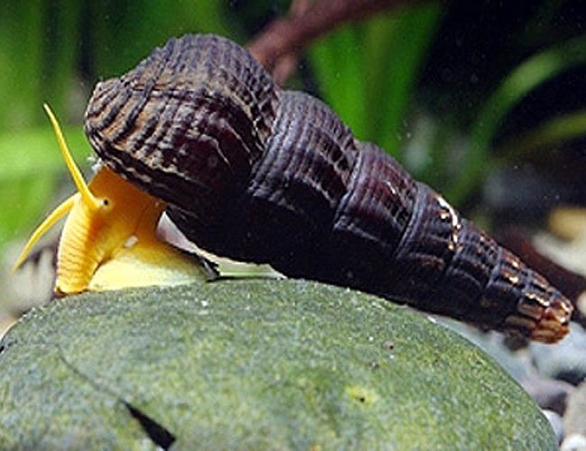 Rabbit Snail-Yellow