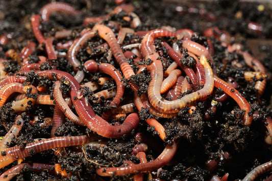 Red Wriggler 30+-