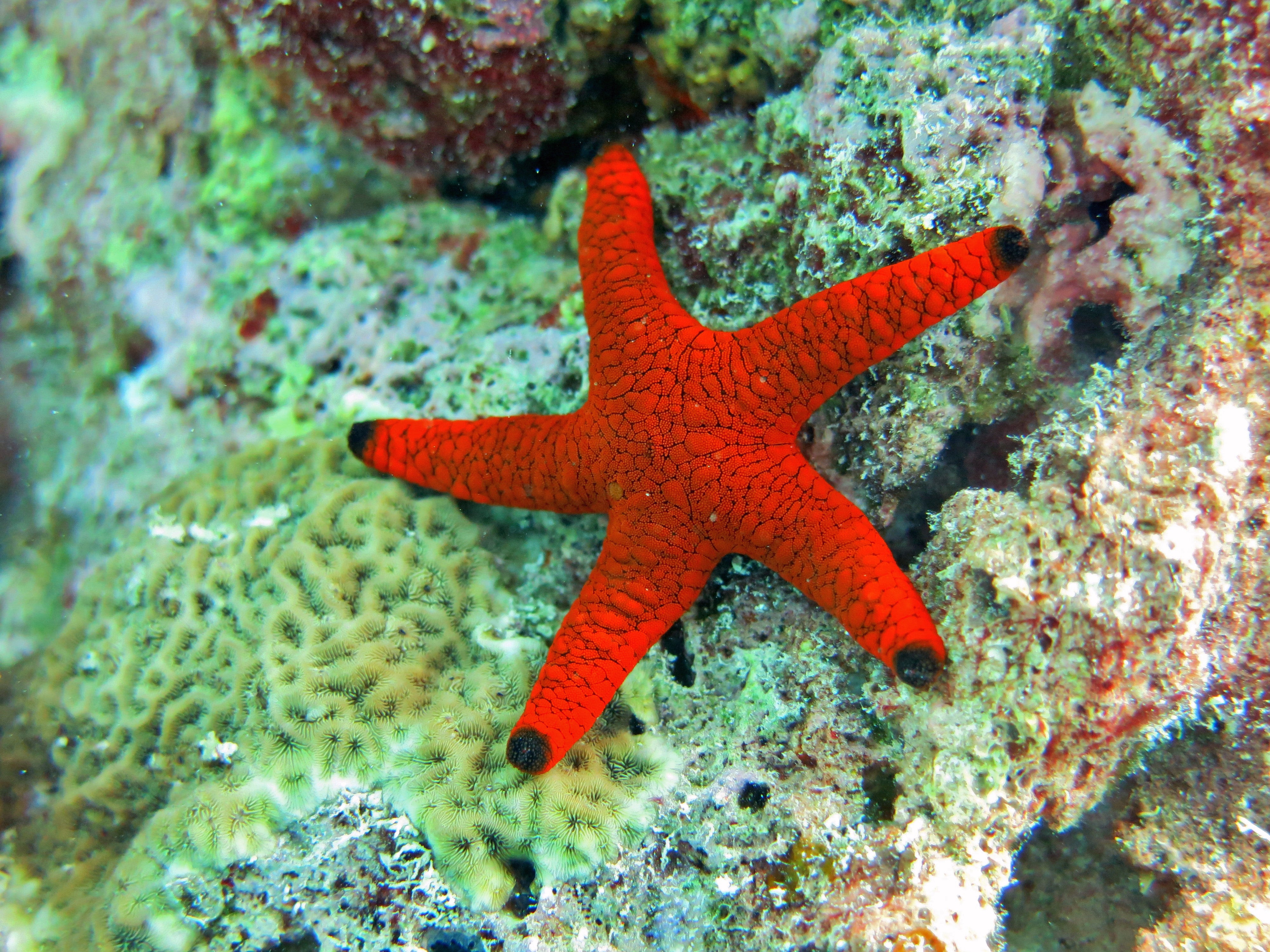 Red Star Fish