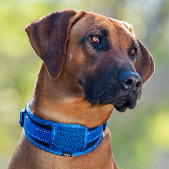 Rogz Classic Collar Padded