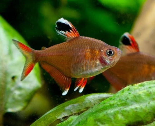 Tetra-Rosy