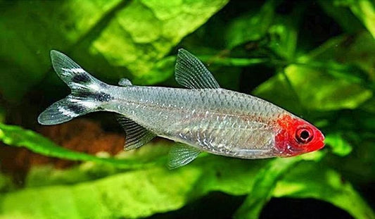 Tetra-Rummy Nose