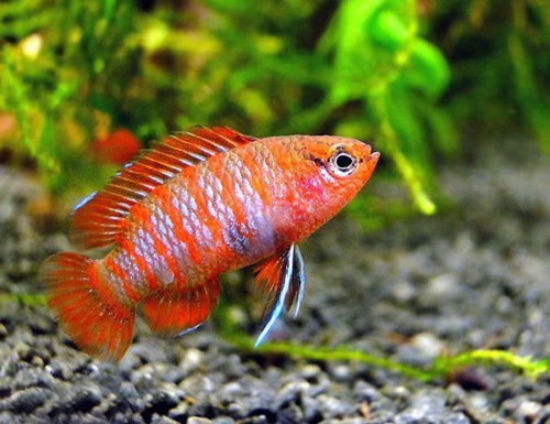Scarlet Gem Badis
