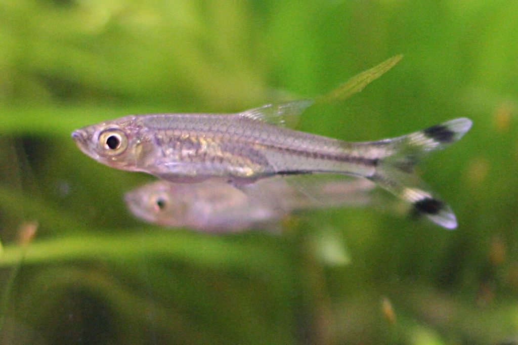 Rasbora-Scissortail