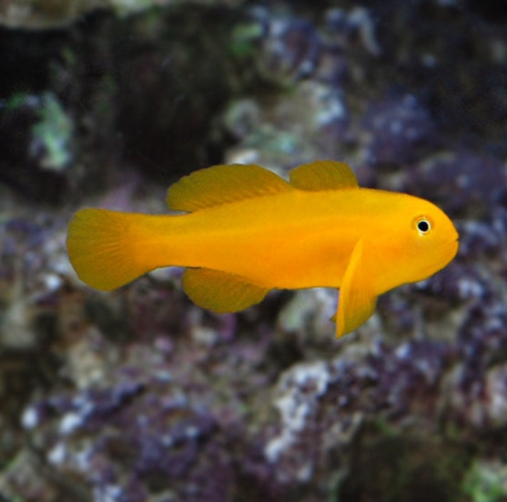 Yellow Coral Goby