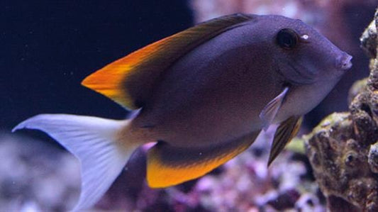 Tomini Surgeon Fish