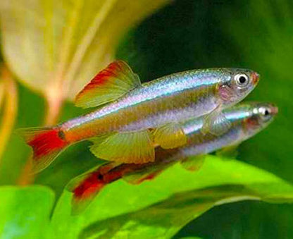 White Cloud Mountain Minnow