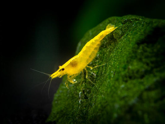 Shrimp-Yellow Fire